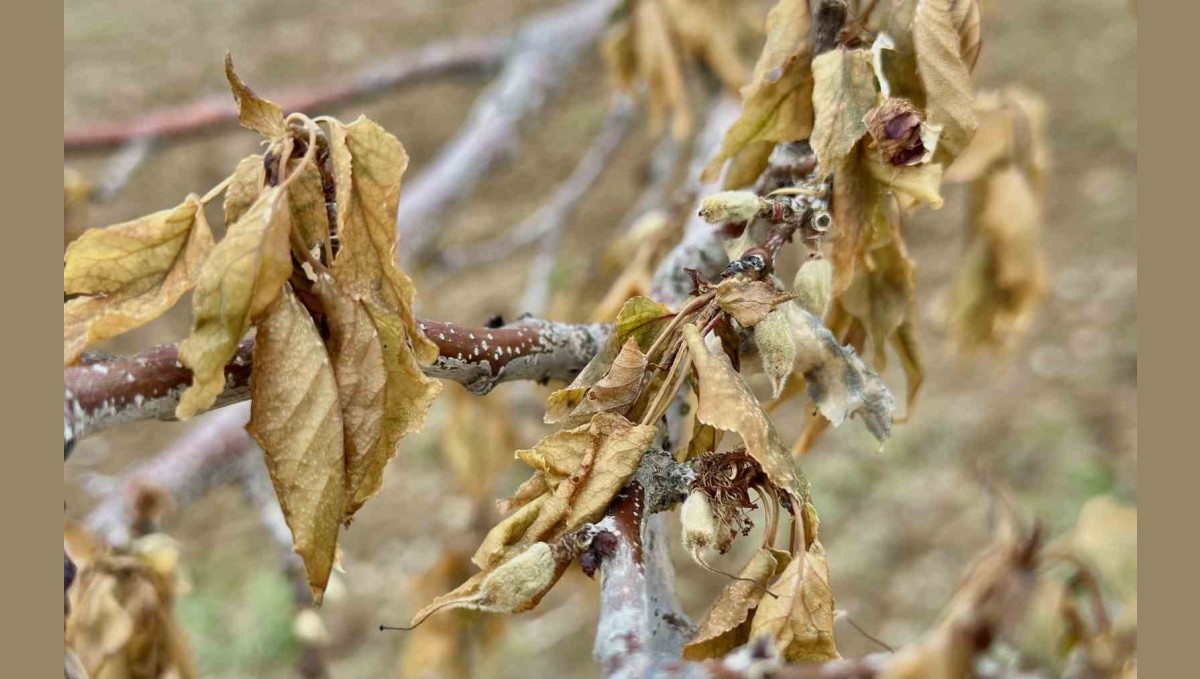 Malatya'da yakın tarihin en şiddetli zirai donu yaşandı