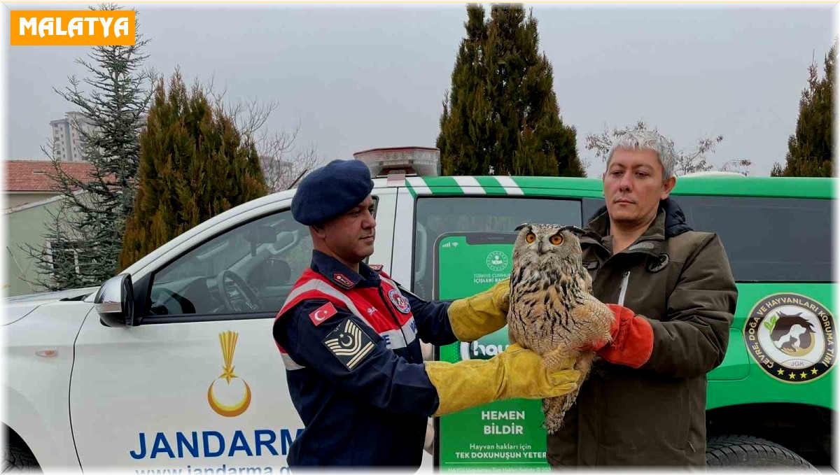 Malatya'da yaralı bulunan baykuş koruma altına alındı