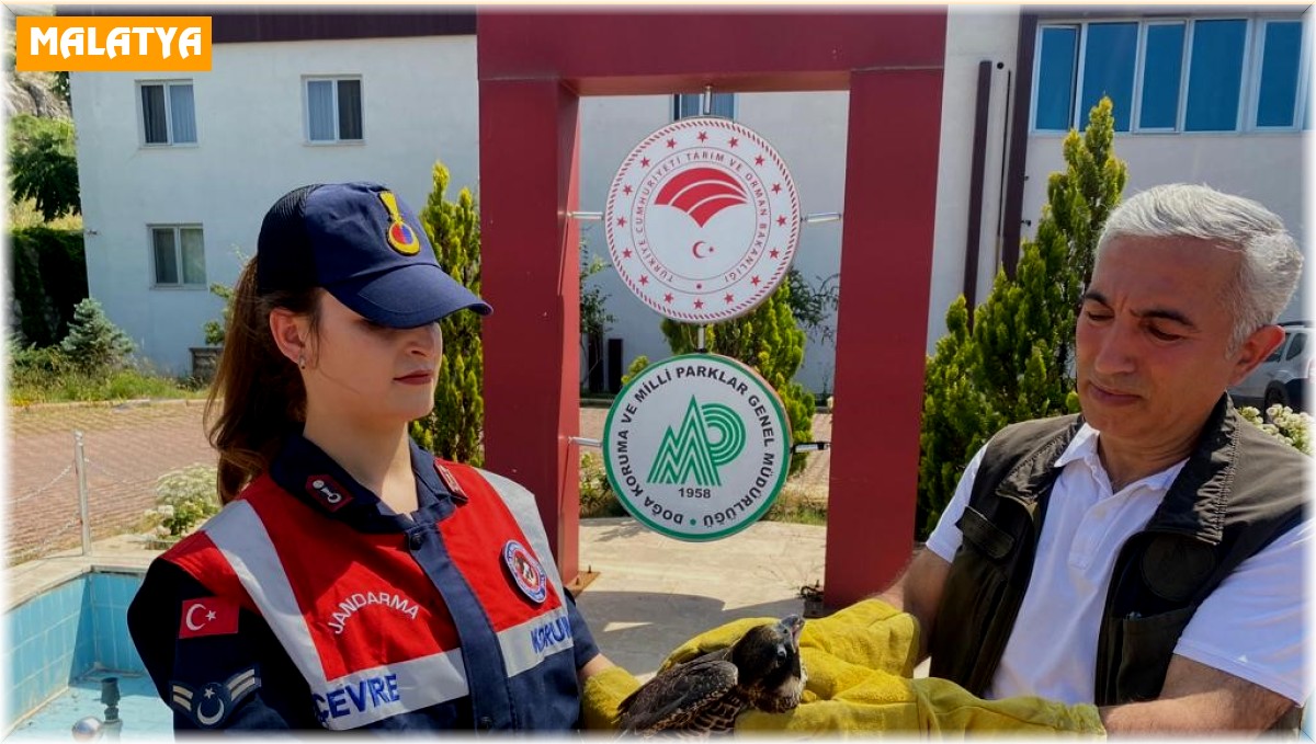 Malatya'da yaralı bulunan doğan tedavi altına alındı