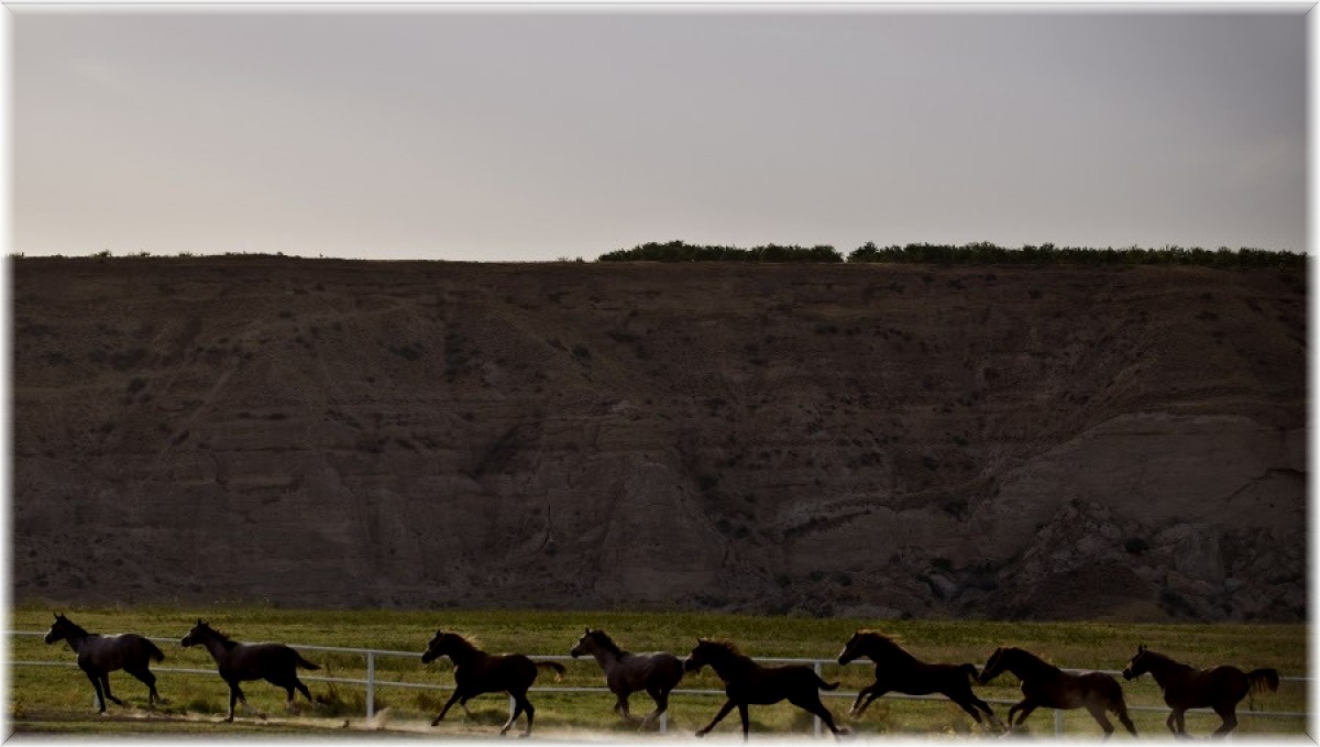 Malatya'da yetiştirilen Arap tayları Bursa'da satılacak