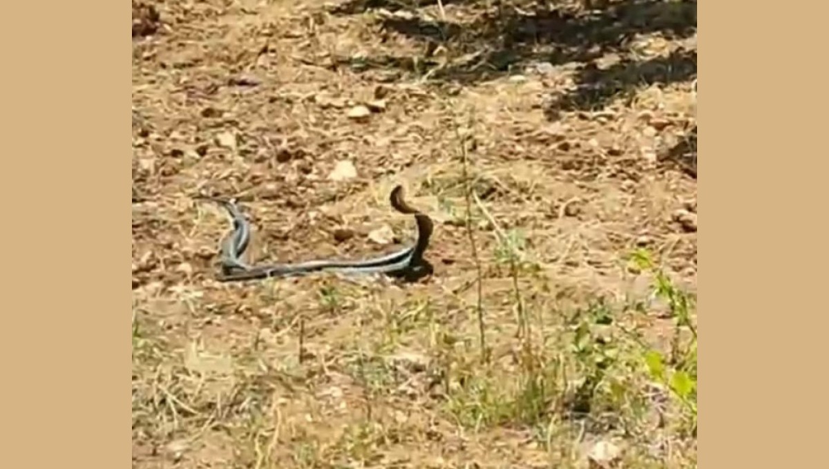 Malatya'da yılanların çiftleşme dansı kamerada