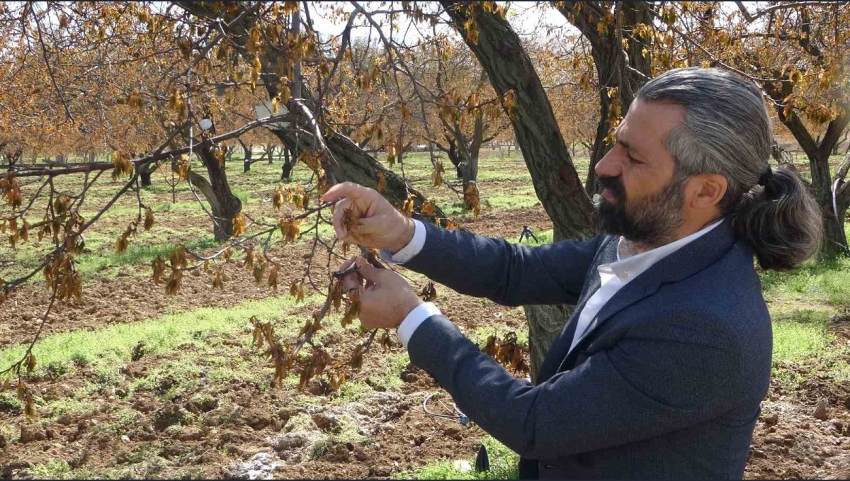 Malatya'da zirai dondan etkilenen ağaçlar için uzmanlardan önemli uyarı