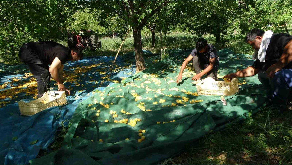 Malatya'da zirai dondan etkilenmeyen bölgelerde kayısı hasadı başladı