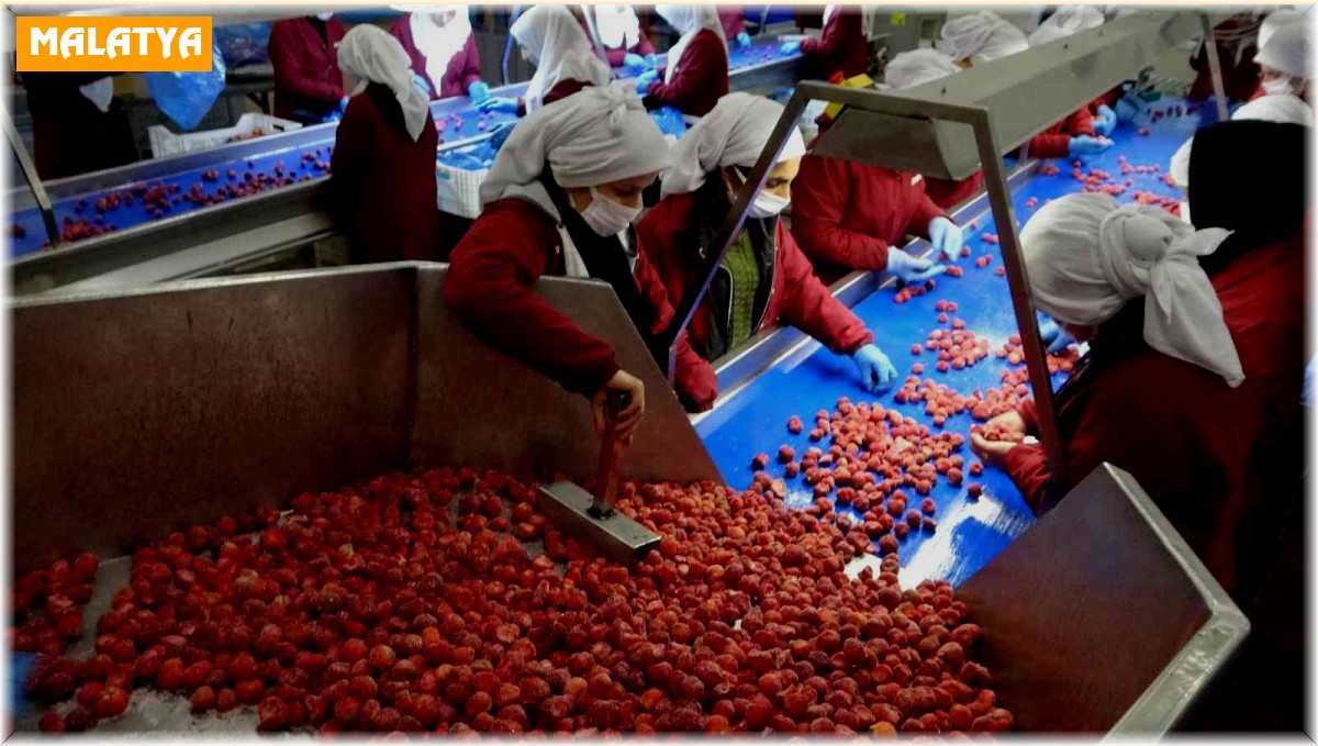 Malatya'dan ABD ve AB ülkelerine dondurulmuş çilek ihracatı