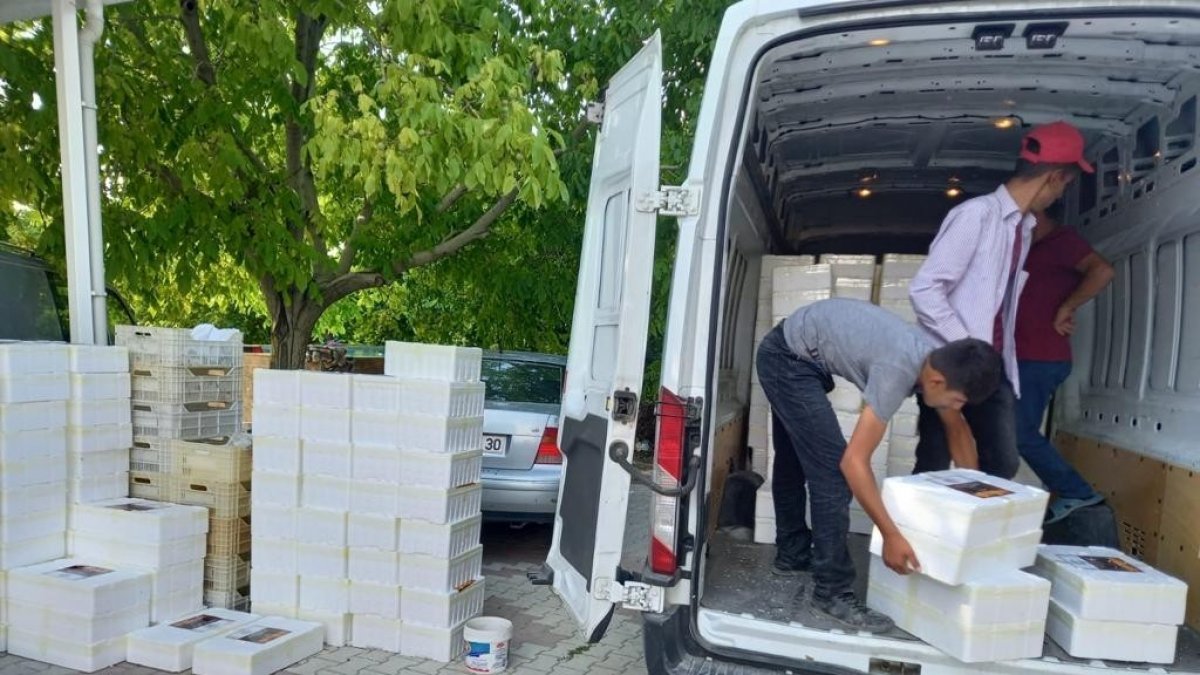 Malatya'dan il dışına koli koli hediyelik kayısı