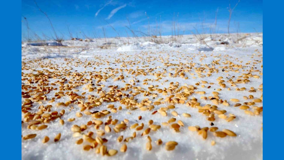 Malatya Darende'de yaban hayvanları için doğaya yem bırakıldı