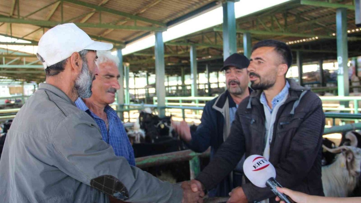 Malatya Hayvan Pazarında kurbanlıklar hazır, alıcılarını bekliyor