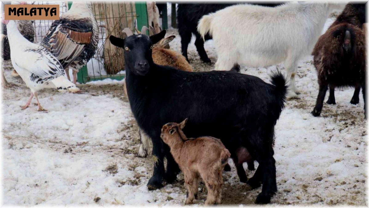 Malatya Hayvanat Bahçesi'nin üye sayısı artıyor