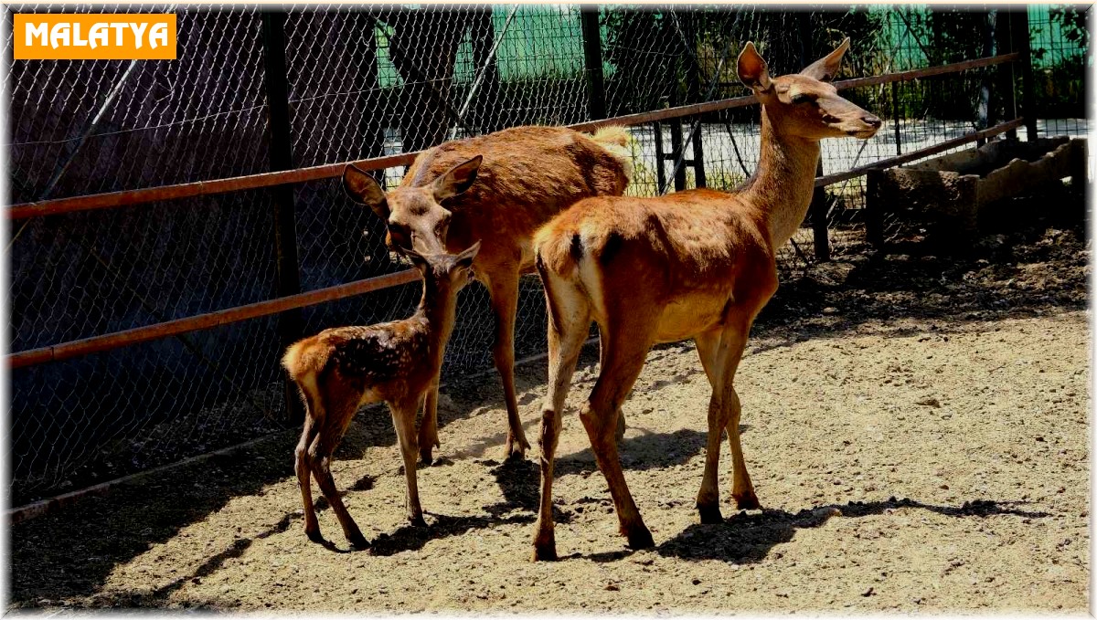 Malatya Hayvanat Bahçesini bugüne kadar 1 milyon kişi gezdi