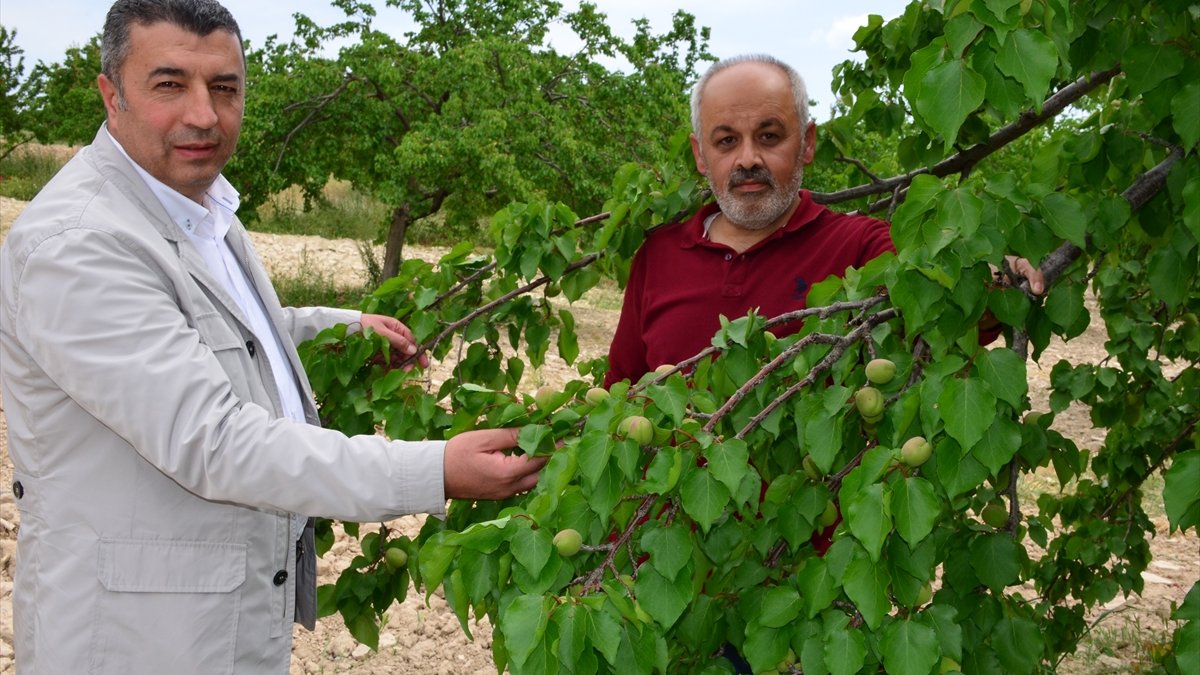 Malatya kayısısı kalitesiyle sevindirecek