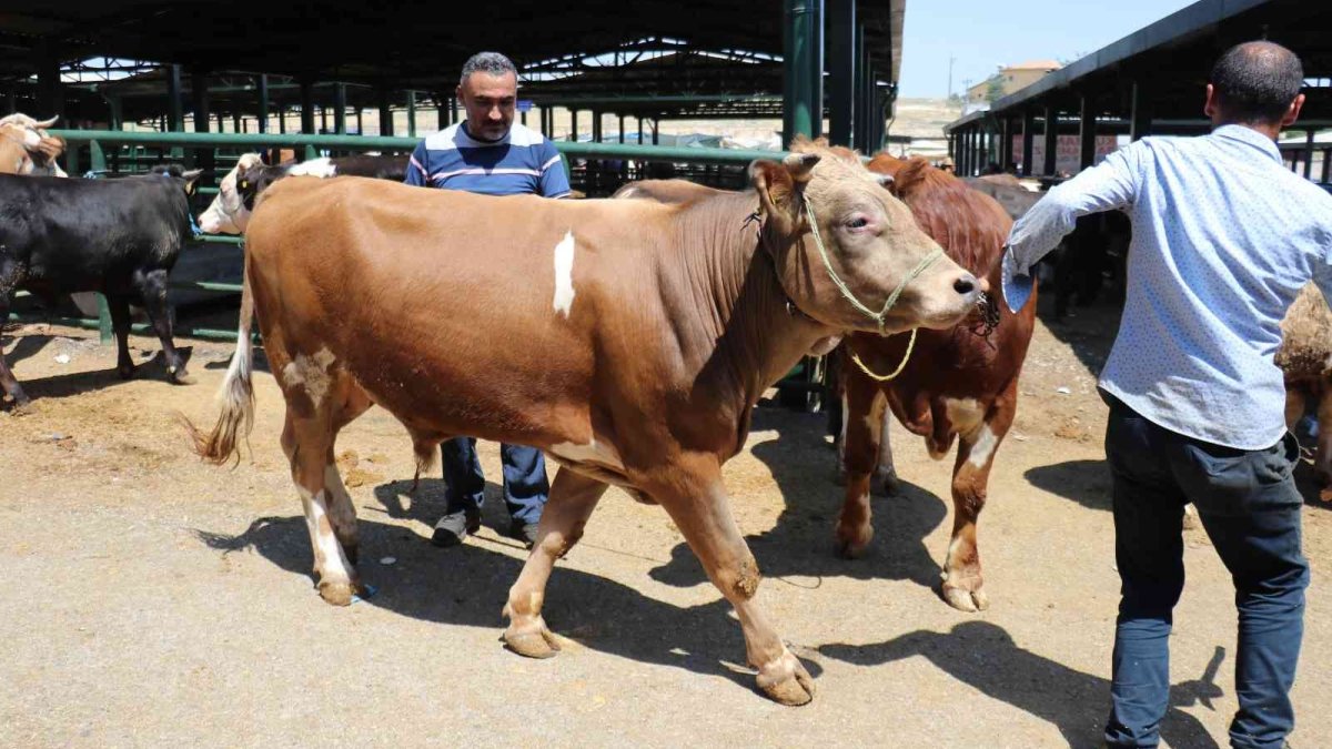 Malatya Kurban Pazarı'nda arife yoğunluğu