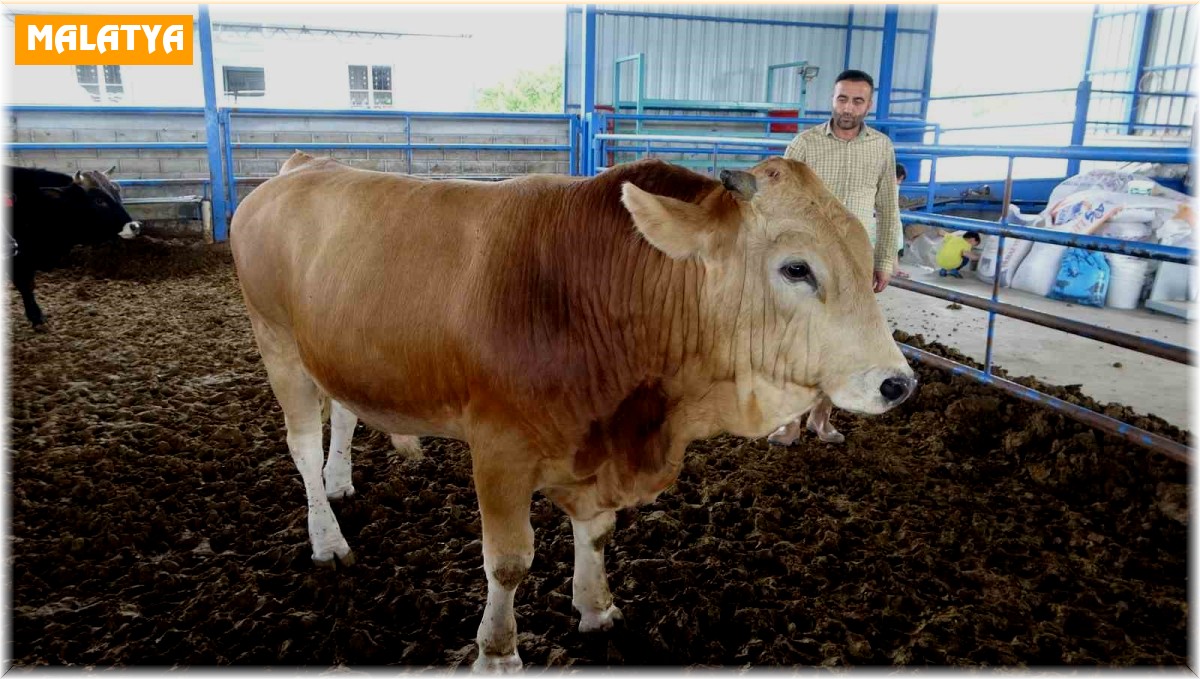 Malatya'nın 1 tonluk 'Paşası' rekor fiyata satıldı