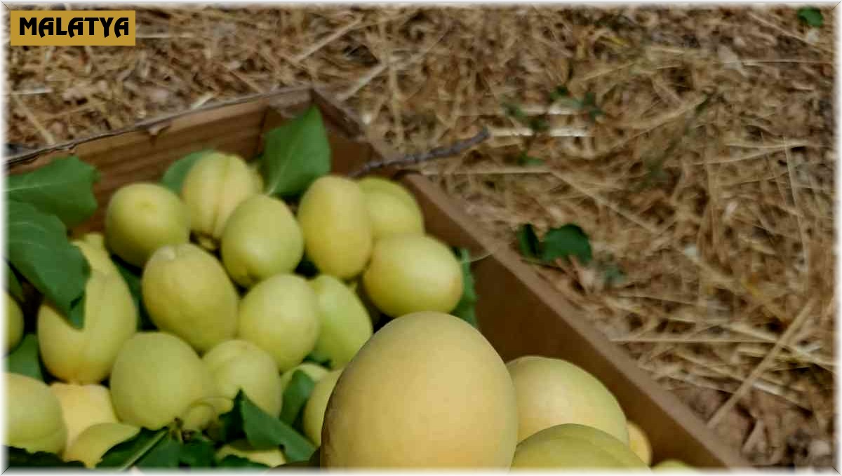 Malatya'nın turfanda kayısısı pazarda