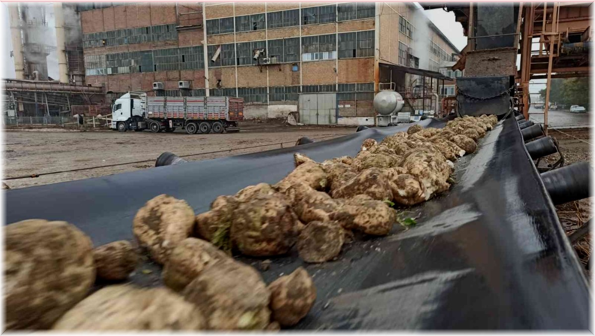 Malatya Şeker Fabrikası'nda hedef 60 bin ton şeker üretimi