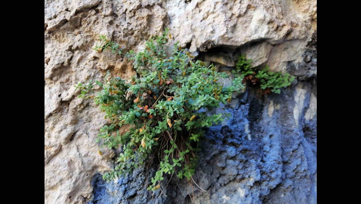 Malatya'ya özgü endemik bitki, sarı kantarondan daha etkili bulundu