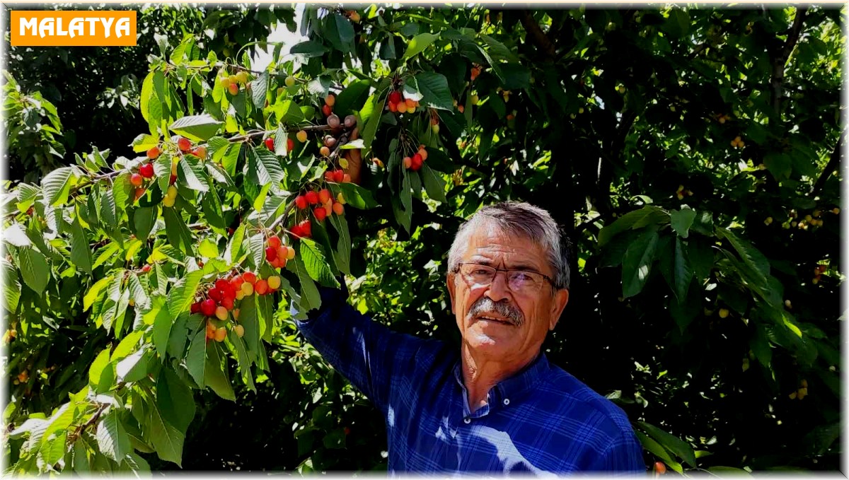 Malatyalı kiraz üreticilerinin umudu ihracatçıların gelmesi