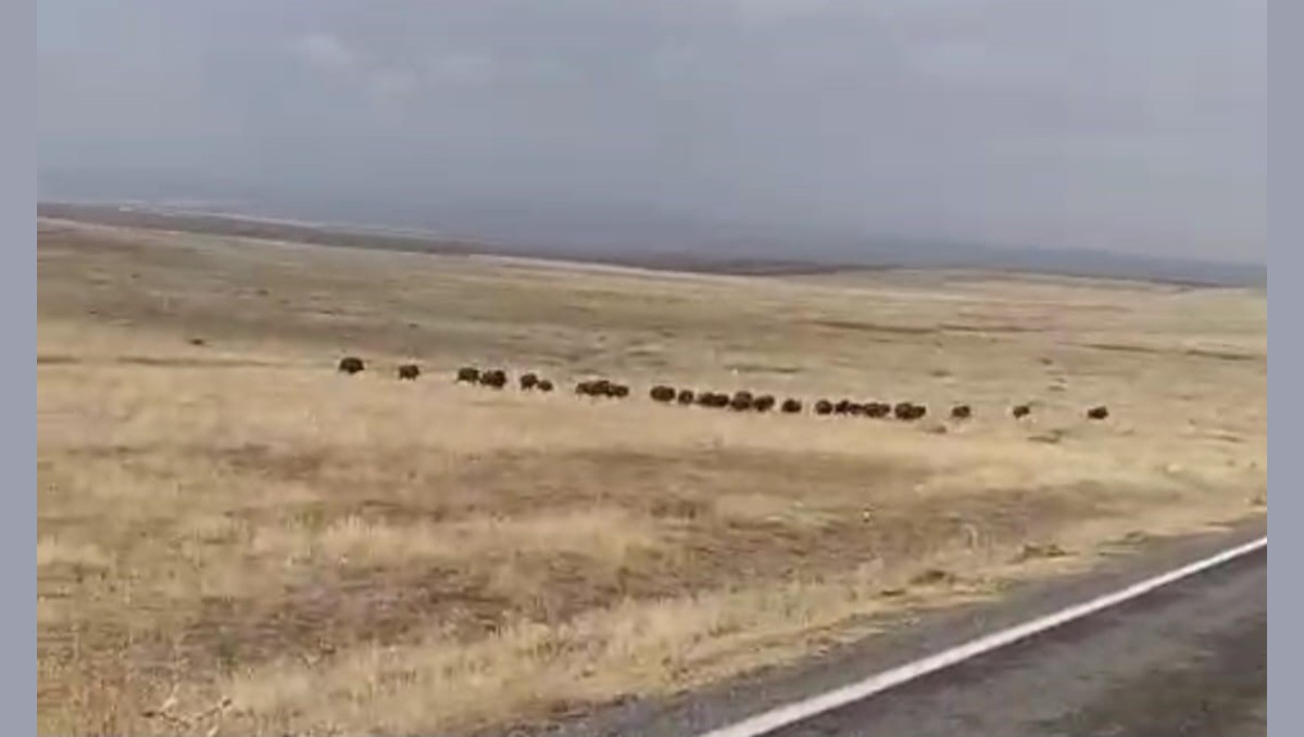 Malazgirt'te domuz sürüsü görüntülendi