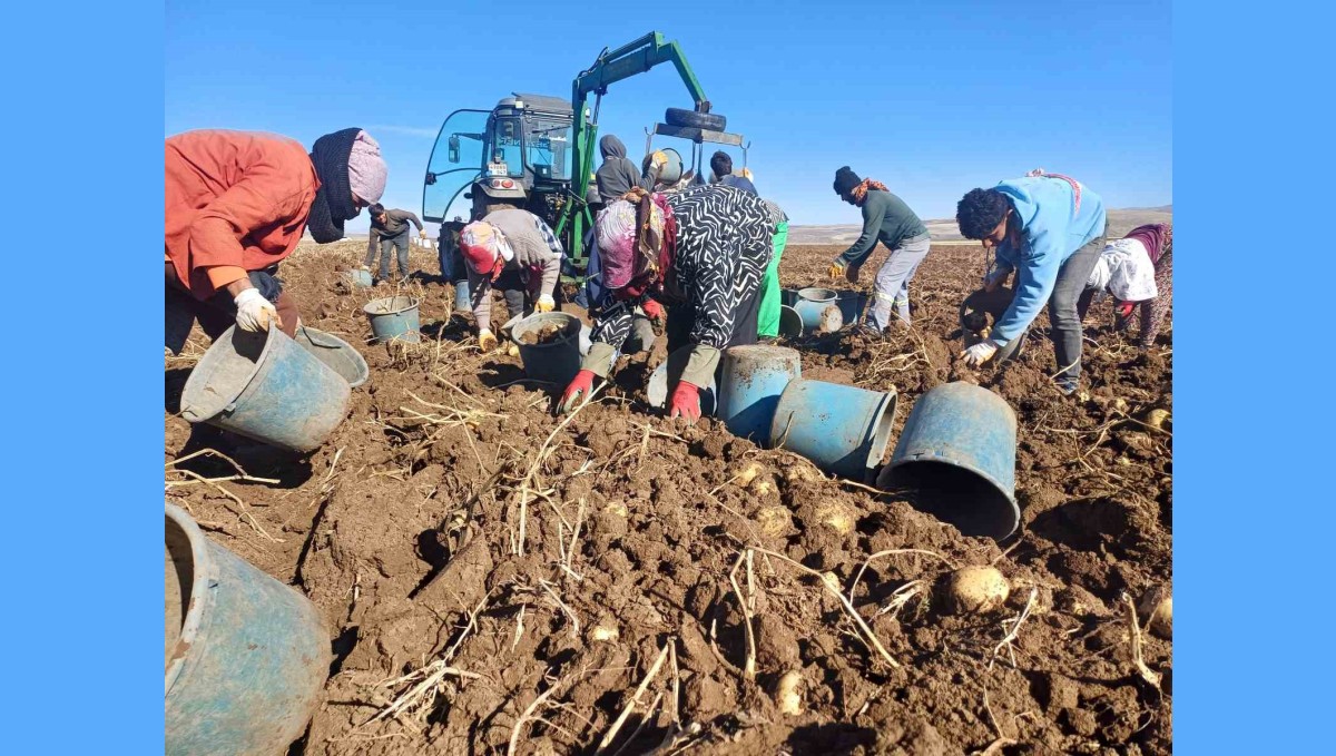 Malazgirt'te ilk defa ekilen patates umut oldu