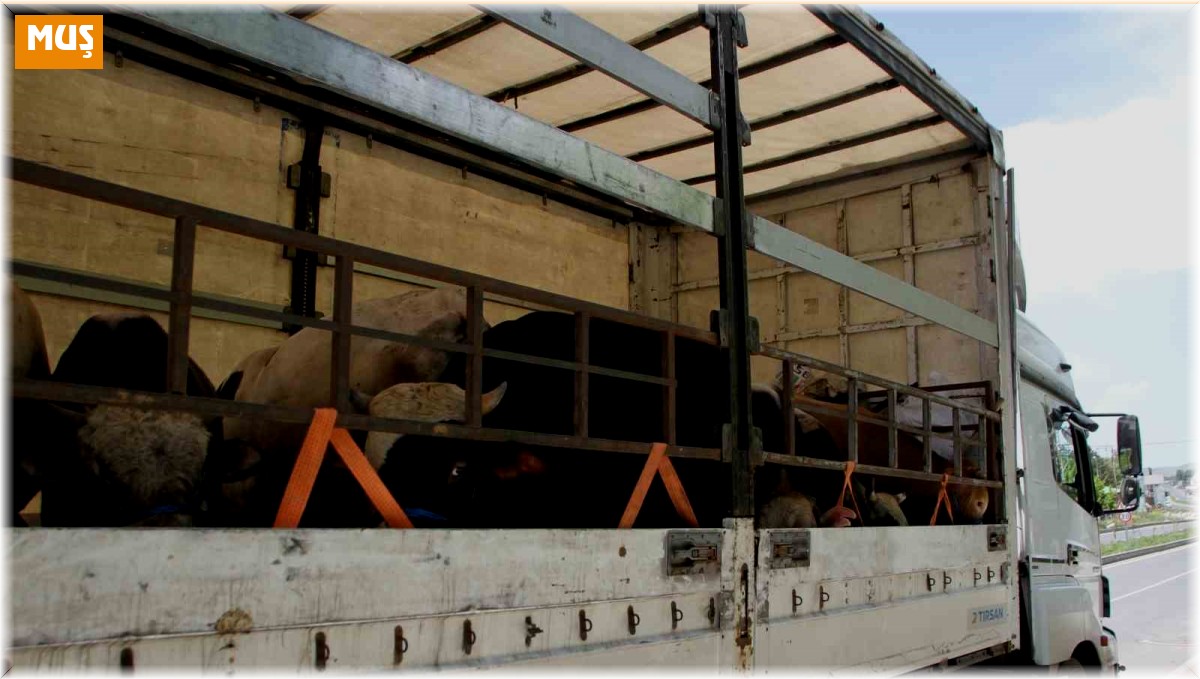 Malazgirt'te kurbanlık sevkiyatı başladı