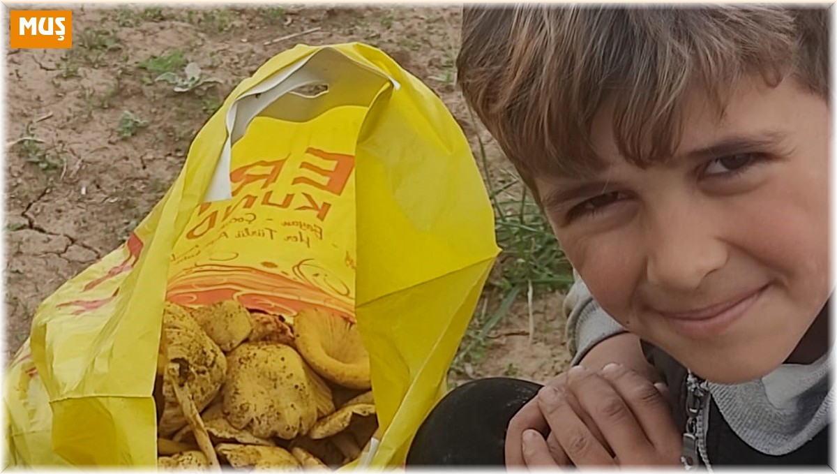 Malazgirt'te mantar bereketi