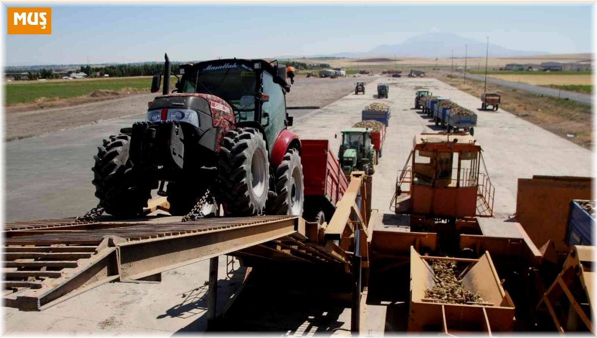 Malazgirt'te pancar alım kampanyası başladı