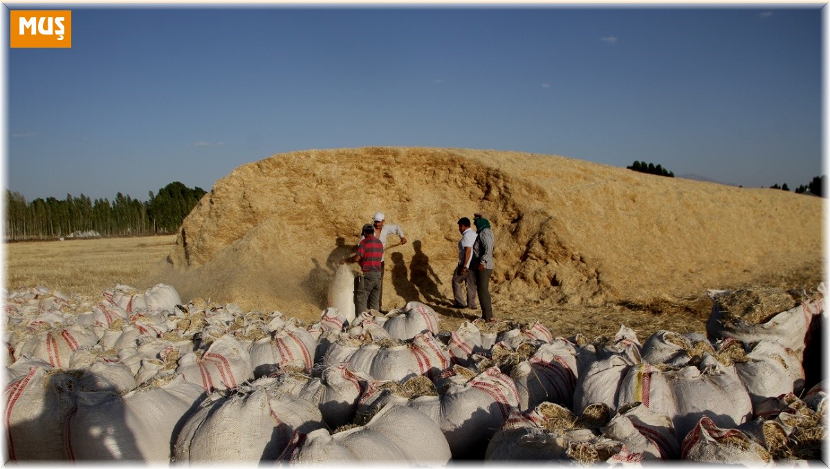 Malazgirt'te saman satışı başladı