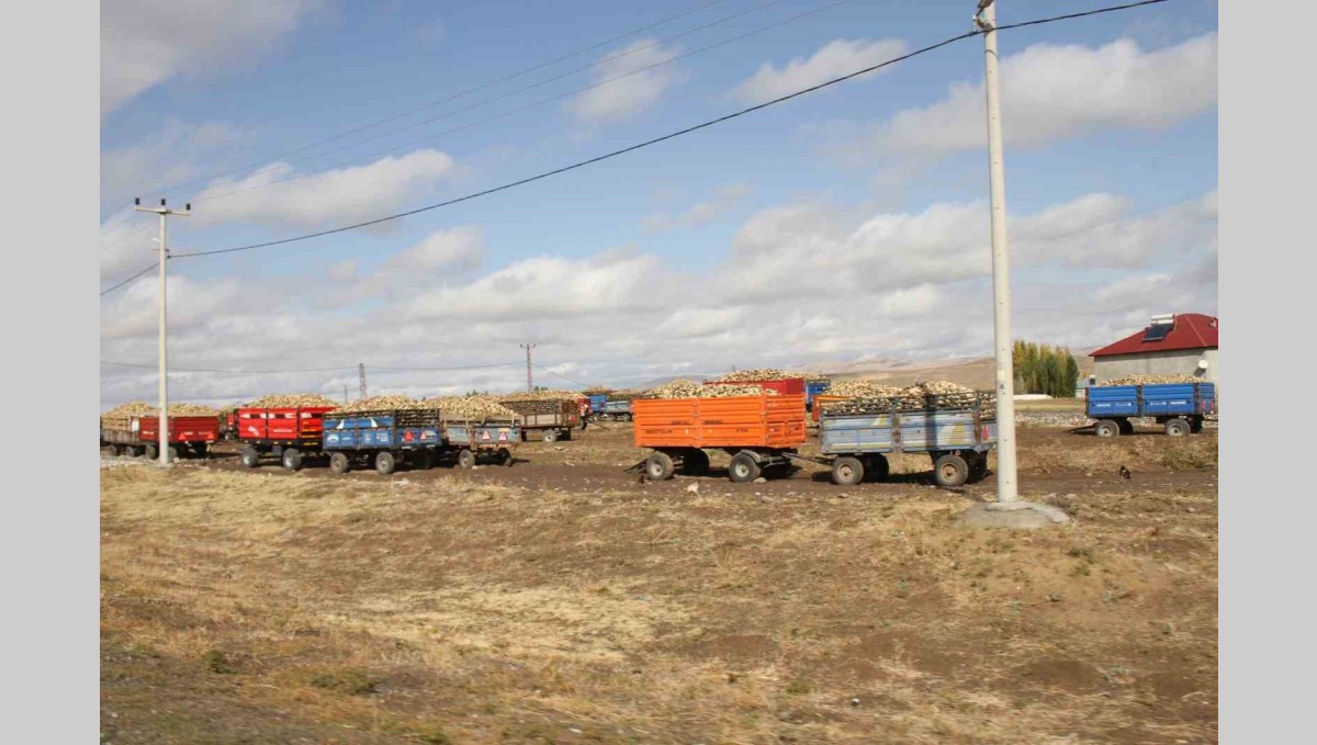 Malazgirt'te şeker pancar alımları devam ediyor
