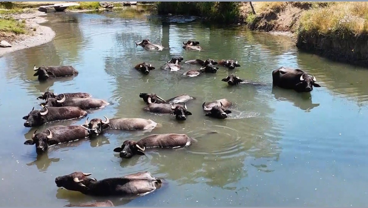 Manda sayısı son 5 yılda yüzde 16 azaldı