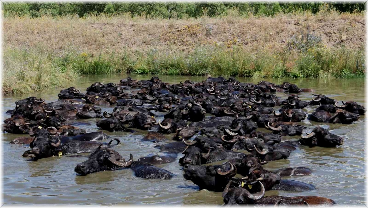 Mandaların göl içindeki keyifli hali Afrika belgesellerini aratmadı