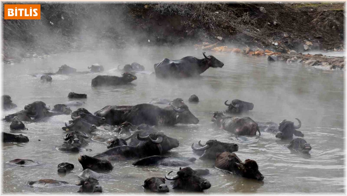 Mandaların kaplıca keyfi
