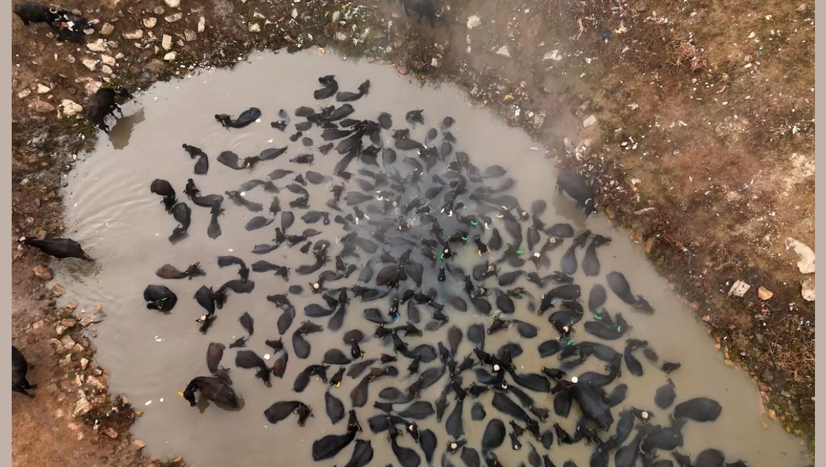 Mandaların kaplıca keyfi havadan görüntülendi