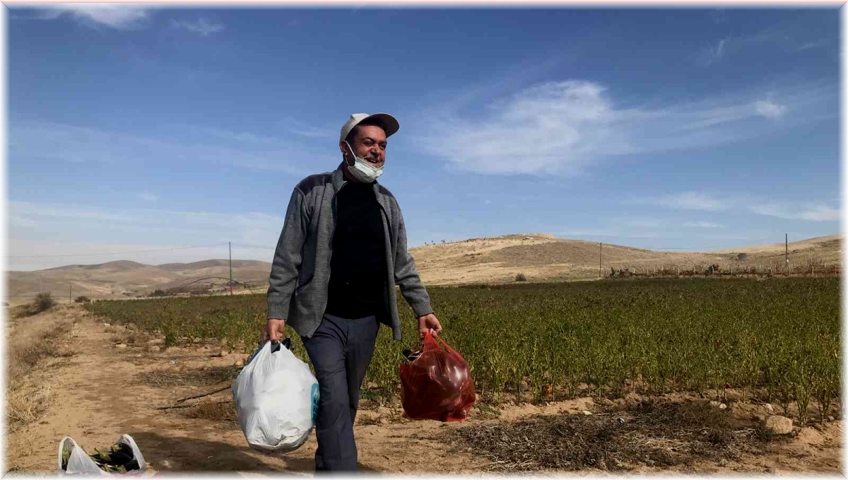 Marketlerdeki fiyata kızdı, 20 dönümlük sebze tarlasını vatandaşlara ücretsiz açtı