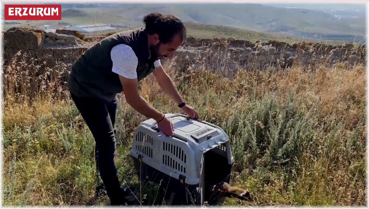 Markette alaca sansar sürprizi