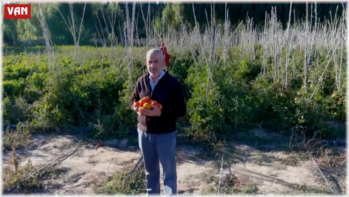 Markette sebzeleri pahalı bulan vatandaşlar soluğu tarlalarda aldı