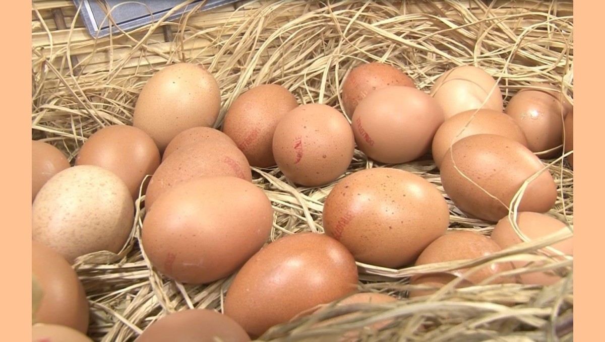 Mart ayında yıllık tavuk yumurtası üretimi yüzde 8,8 azaldı