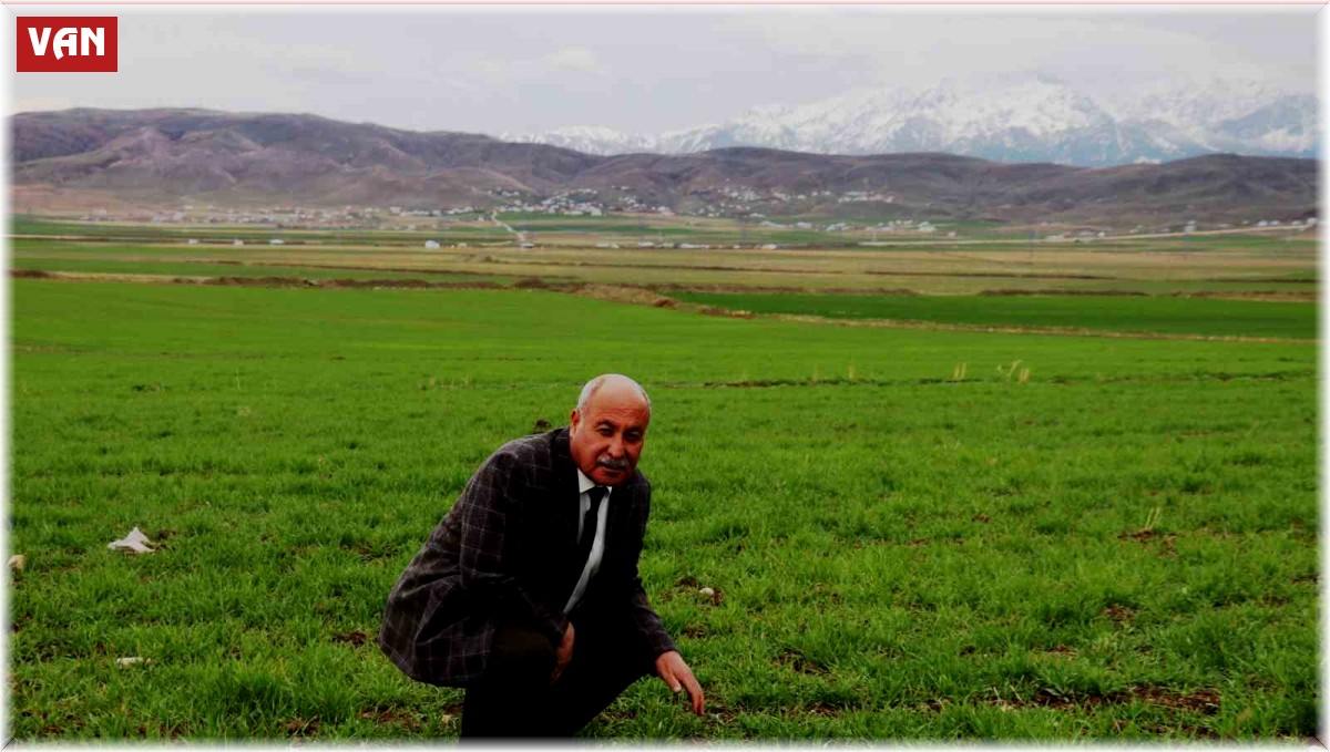 Mart-nisan yağmurları çiftçinin yüzünü güldürdü