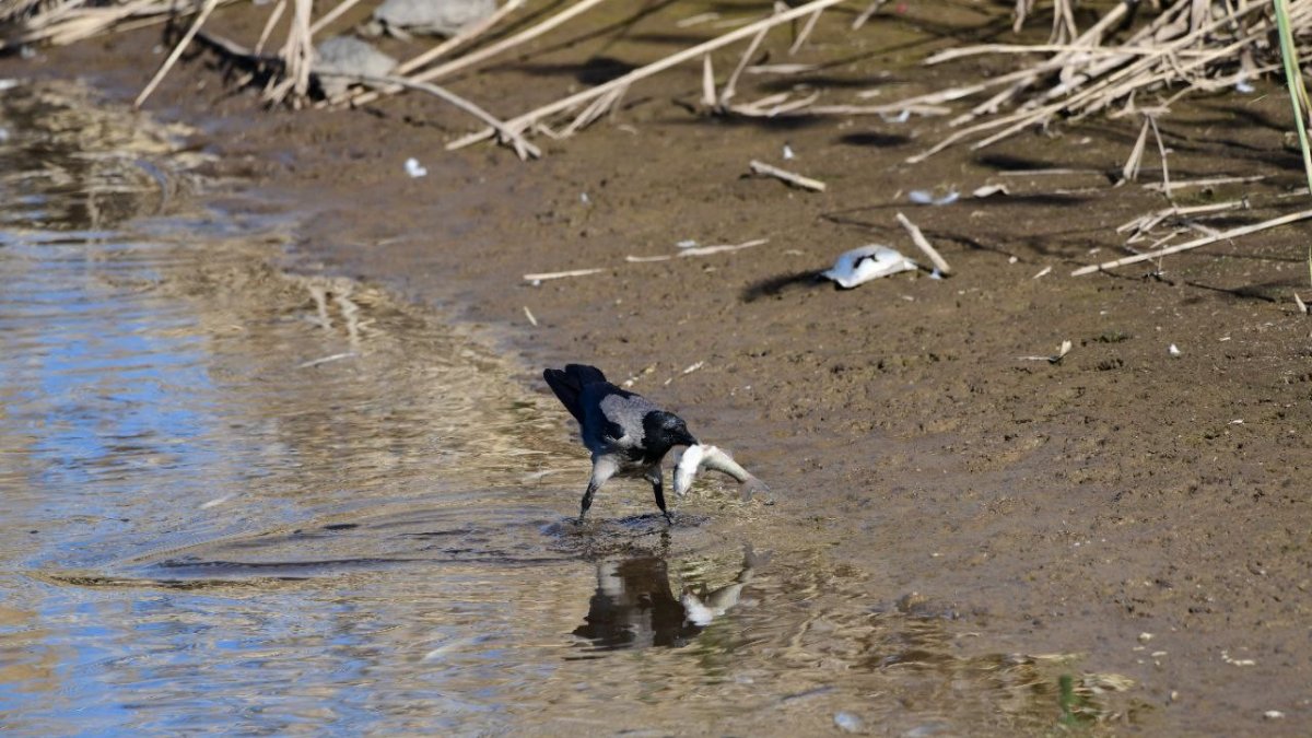 Martılardan sonra Kargalar da inci kefali avında
