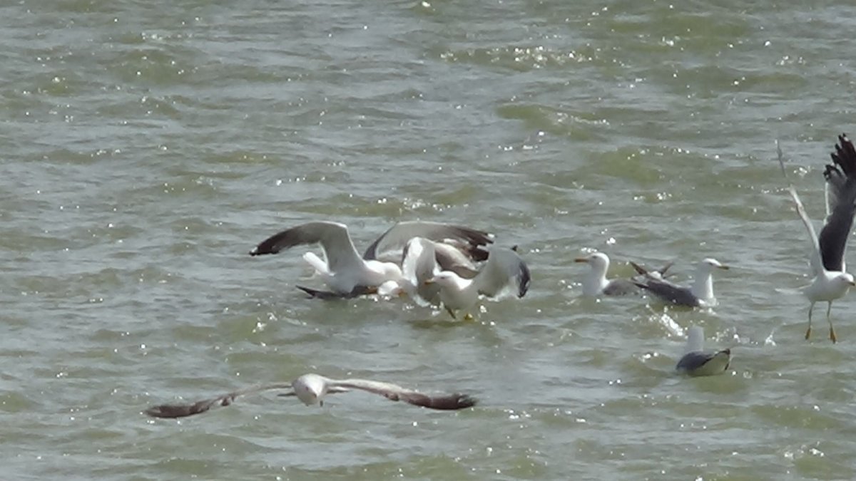 Martıların bir balık üzerine kıyasıya mücadelesi
