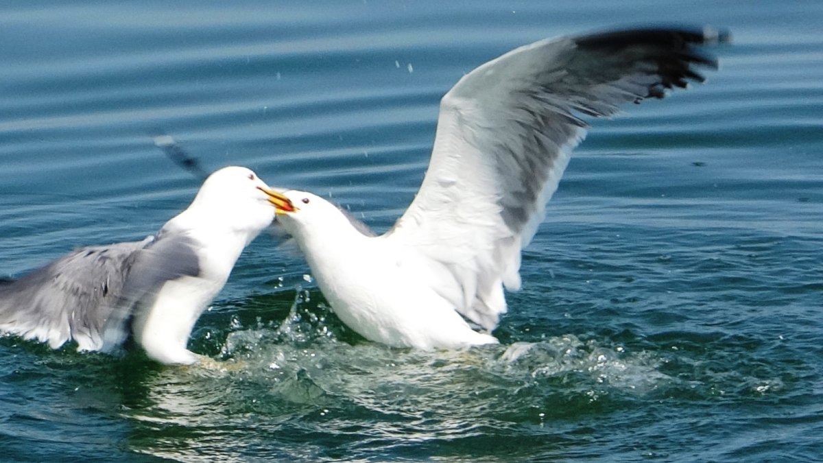 Martıların ekmek kavgası