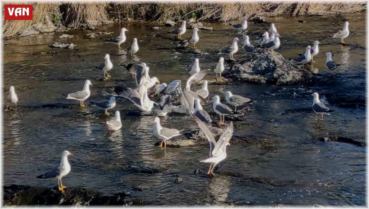 Martıların inci kefali avı