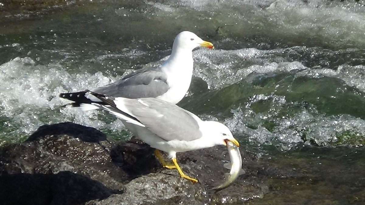 Martıların inci kefali ile imtihanı