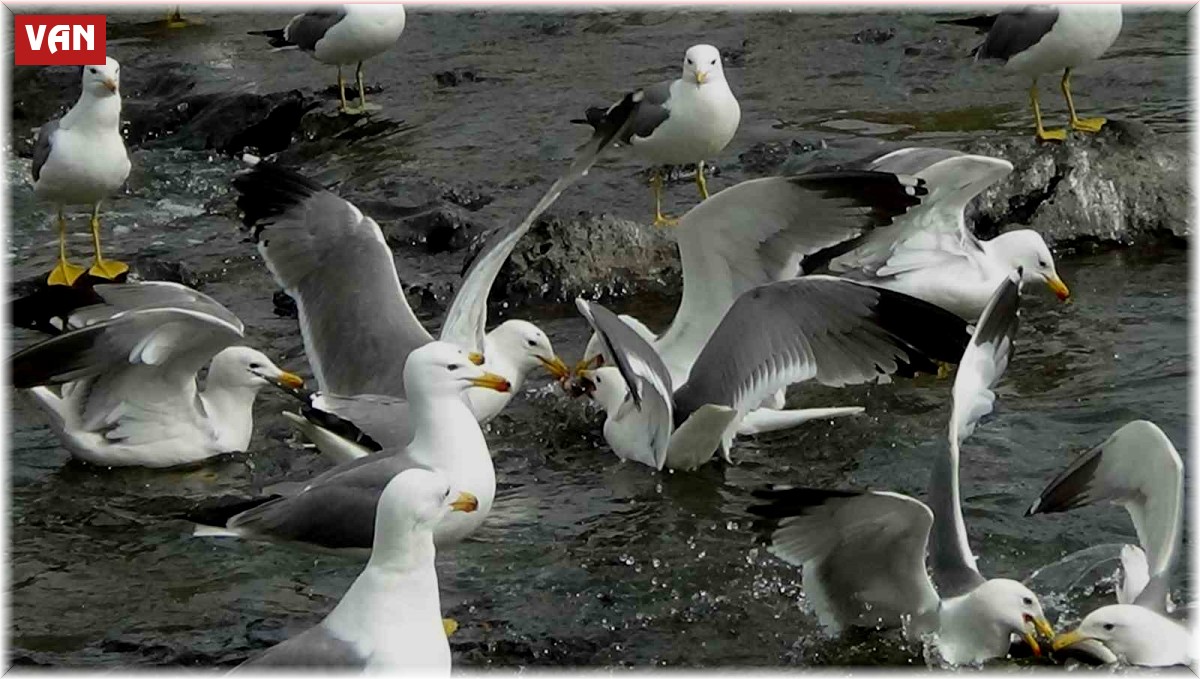 Martıların inci kefali kavgası