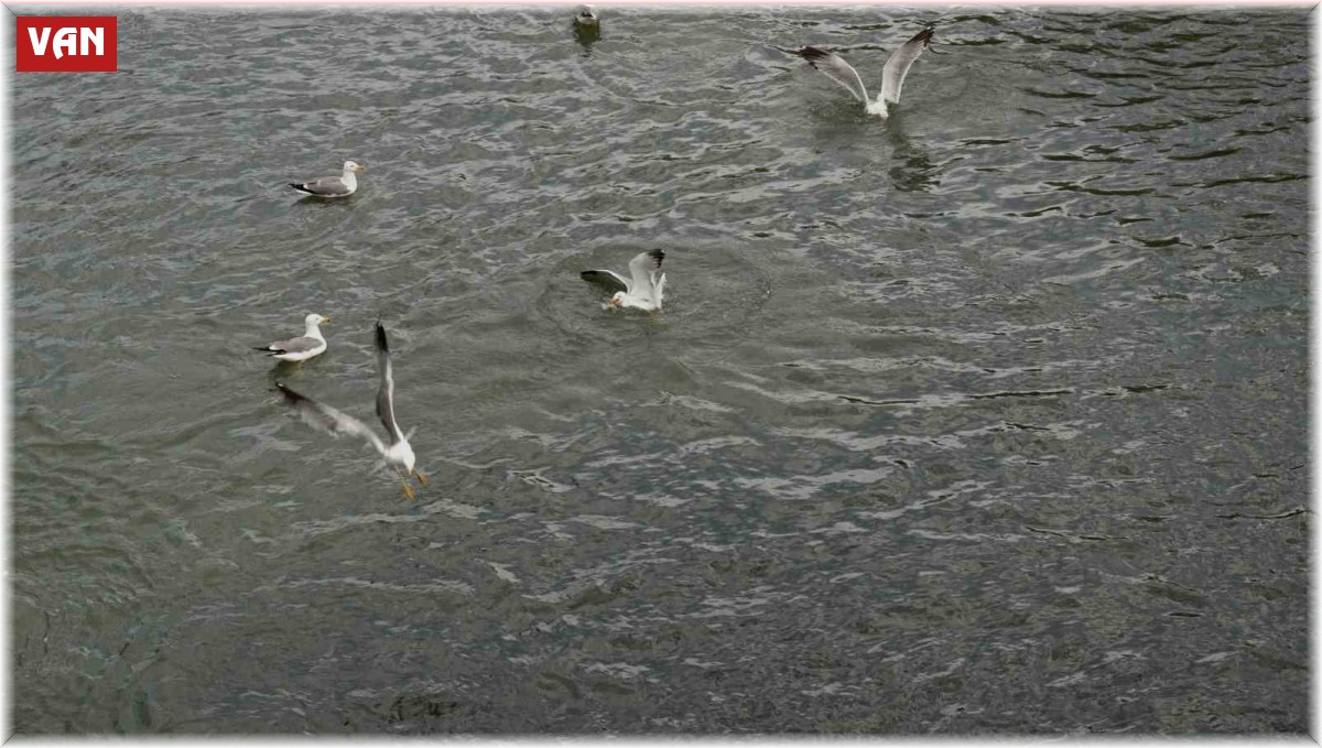 Martıların inci kefali nöbeti