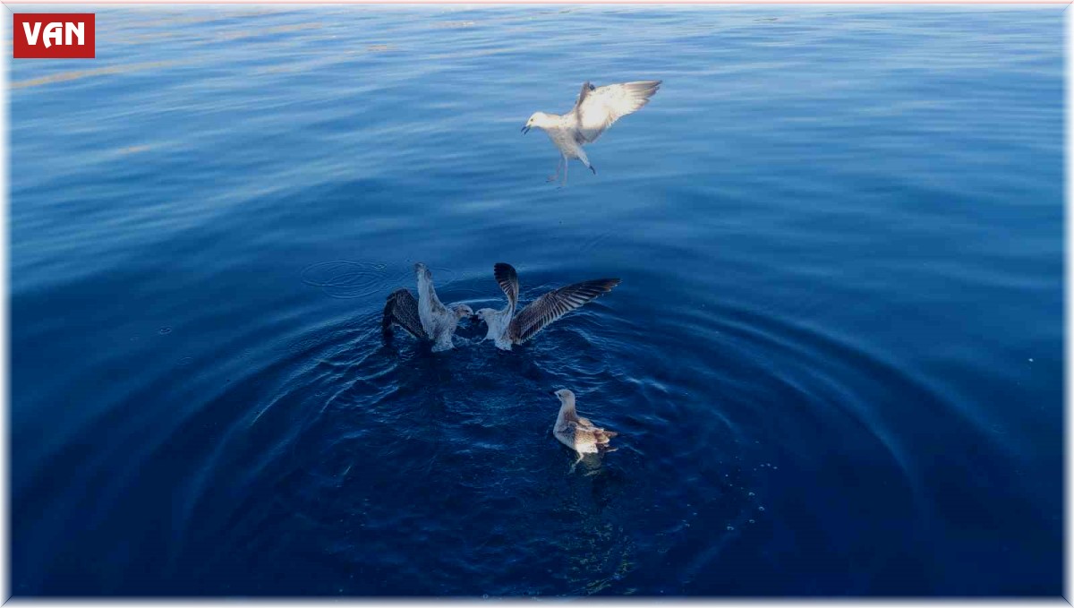 Martıların Van Gölü'ndeki hayat mücadelesi