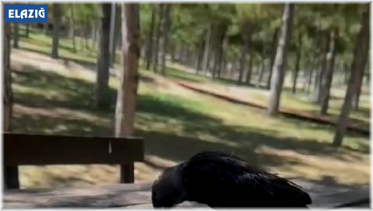 Masaya gelen karga kahvaltıya ortak oldu