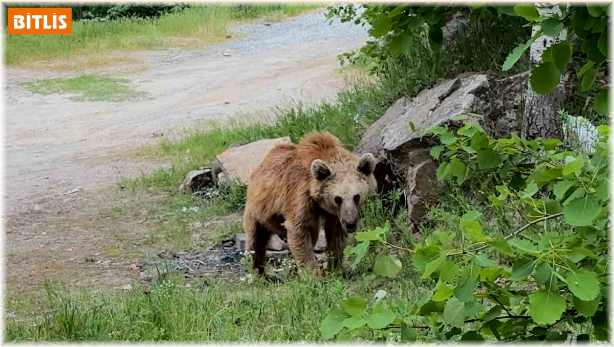 Maskot ayılar ziyaretçilerin korkulu rüyası oldu