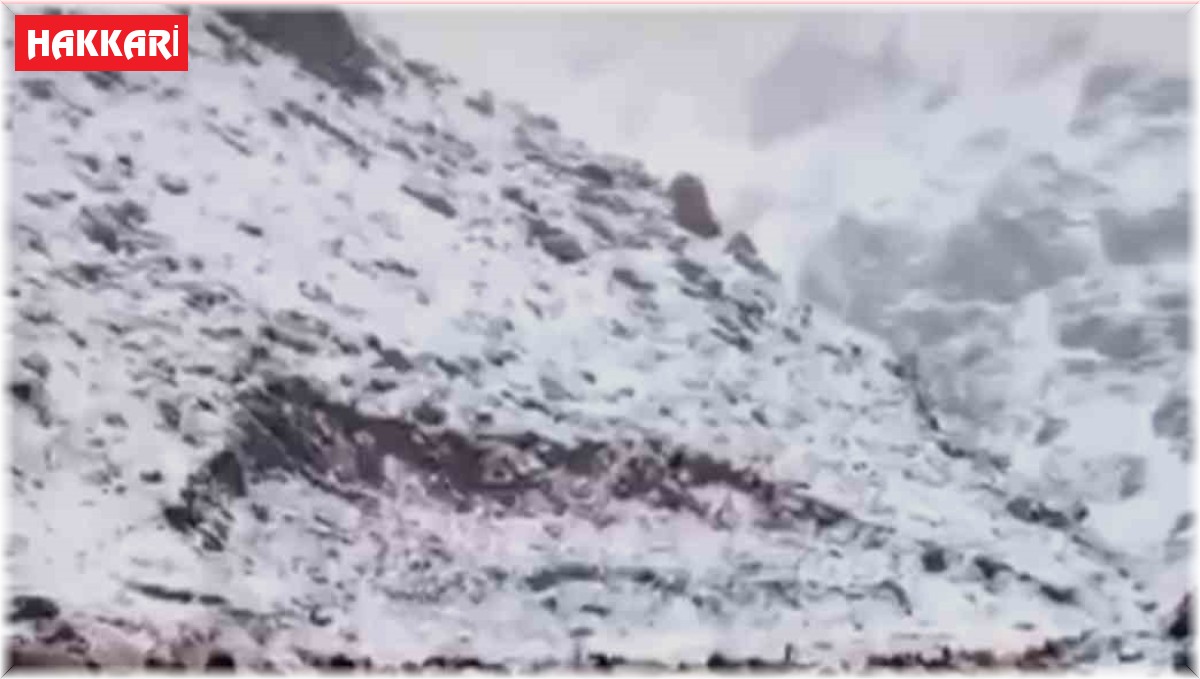 Mayıs ayında kar yağışı: Koyun sürüsü ve güller kar altında kaldı