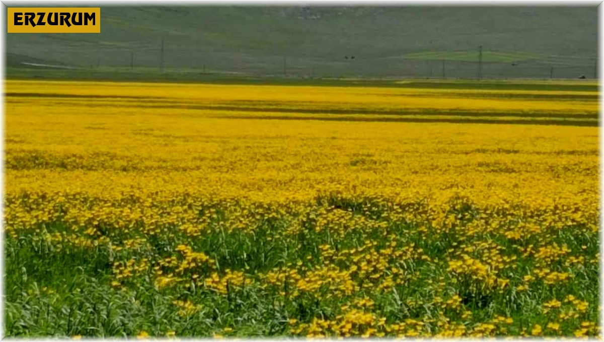 Mayıs çiçekleri görsel sunuyor