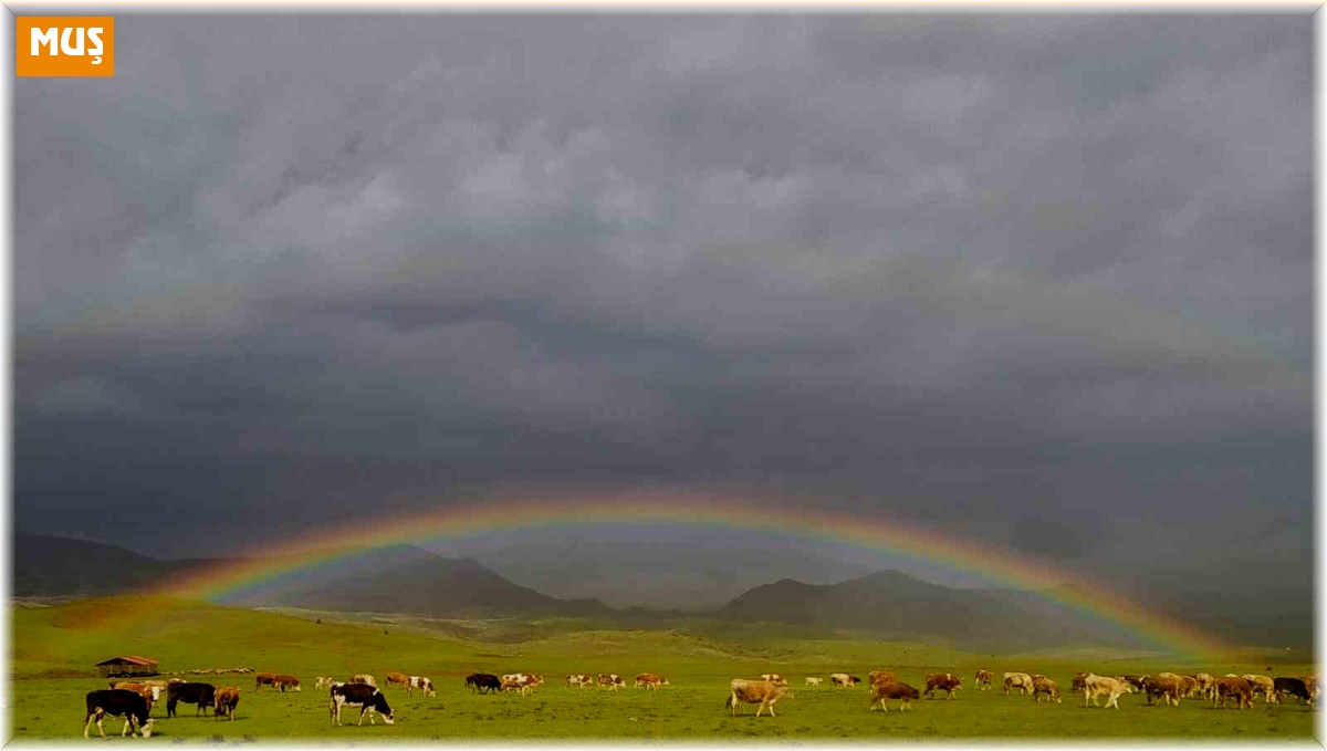 Merada otlayan hayvanlarla bütünleşen gökkuşağı mest etti
