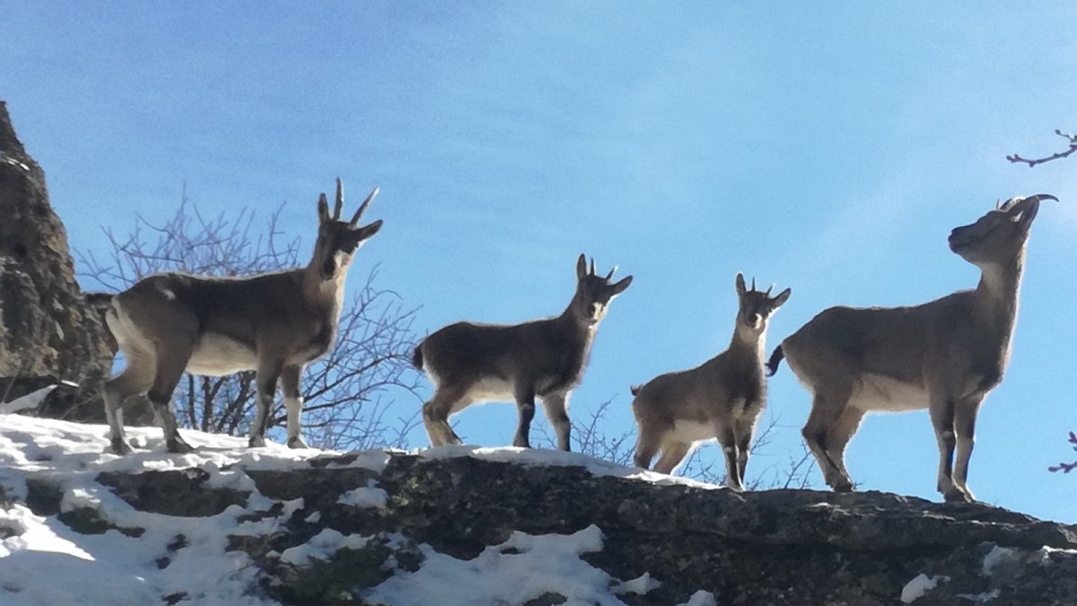 Meraklı ayı, foto kapanı inceledi